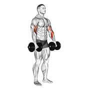 Dumbbell Biceps Curl Reverse